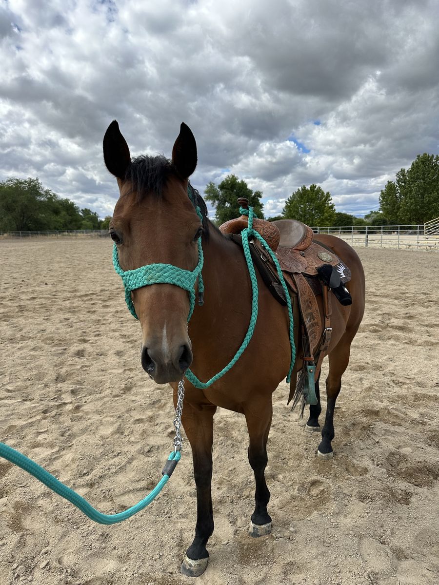 Beautiful papered bay mare