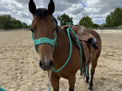 Beautiful papered bay mare