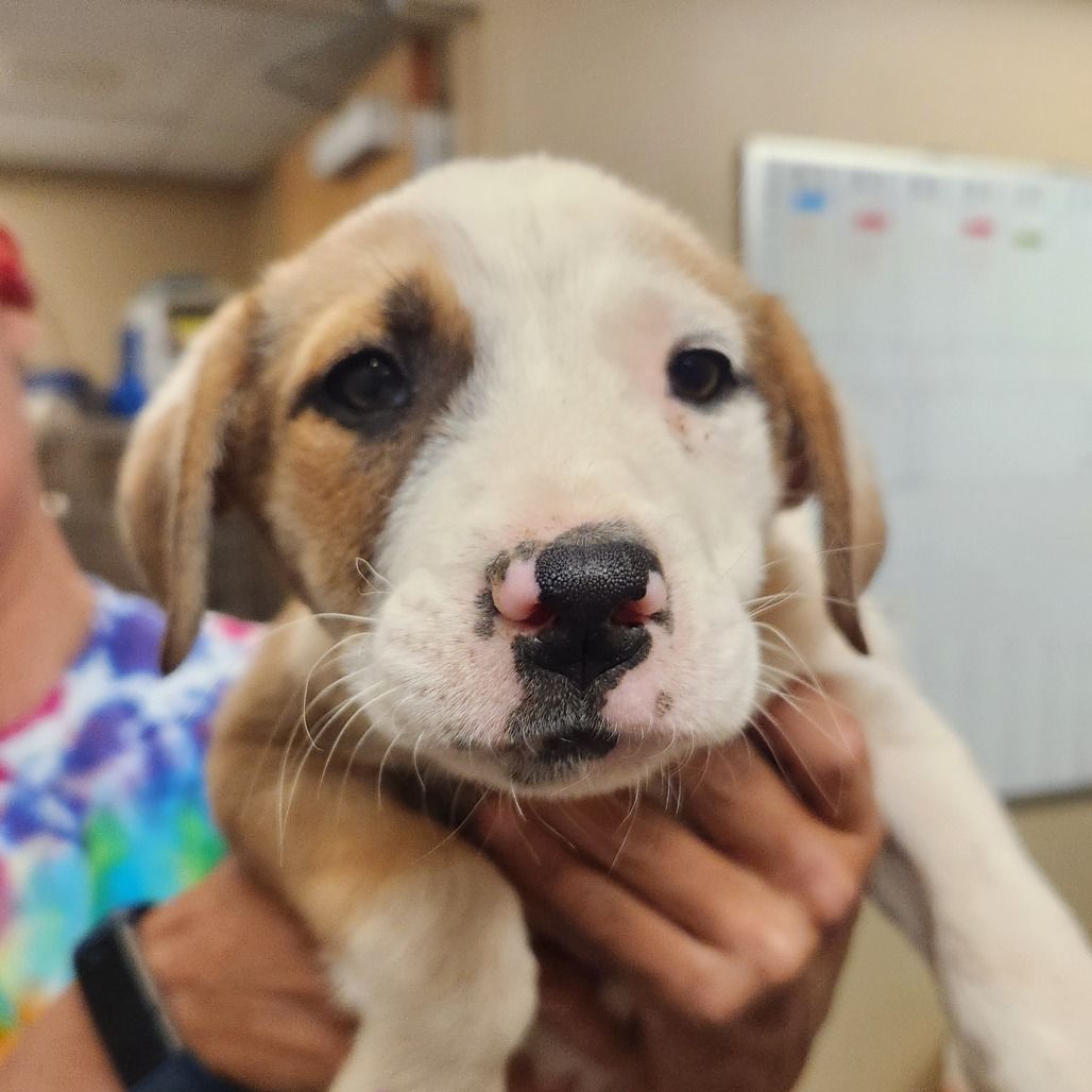 Hello my name is Tandoori