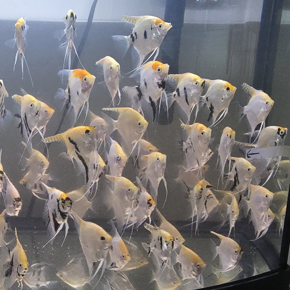 Angelfish / Angel fish 3 - 3.5" - $6.00