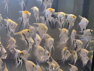 Angelfish / Angel fish 3 - 3.5" - $6.00