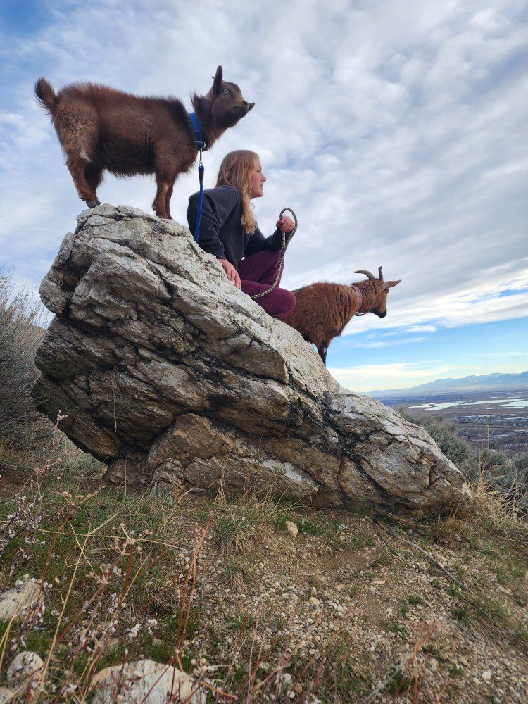 Nigerian Dwarf Goat - Friendly leash trained Farm pets