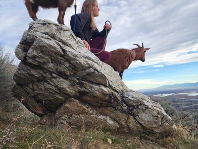 Nigerian Dwarf Goat - Friendly leash trained Farm pets