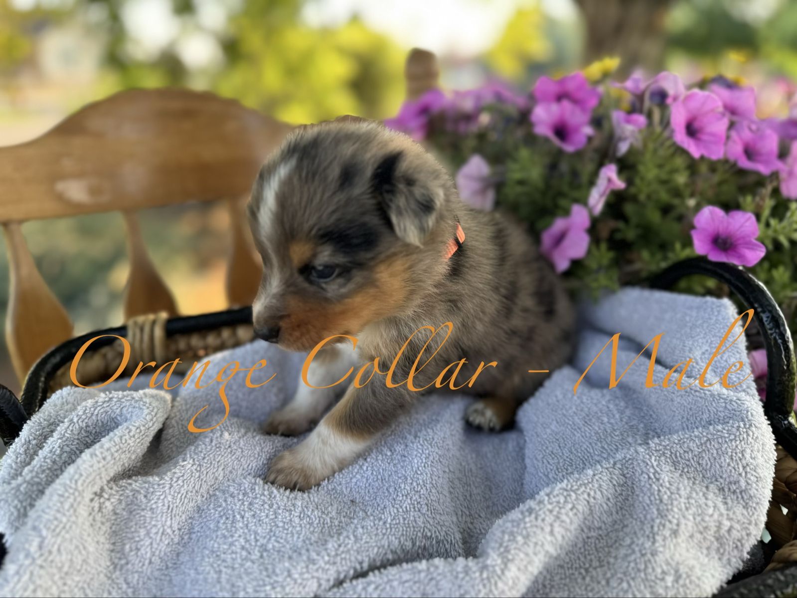 Texas Heeler Puppies