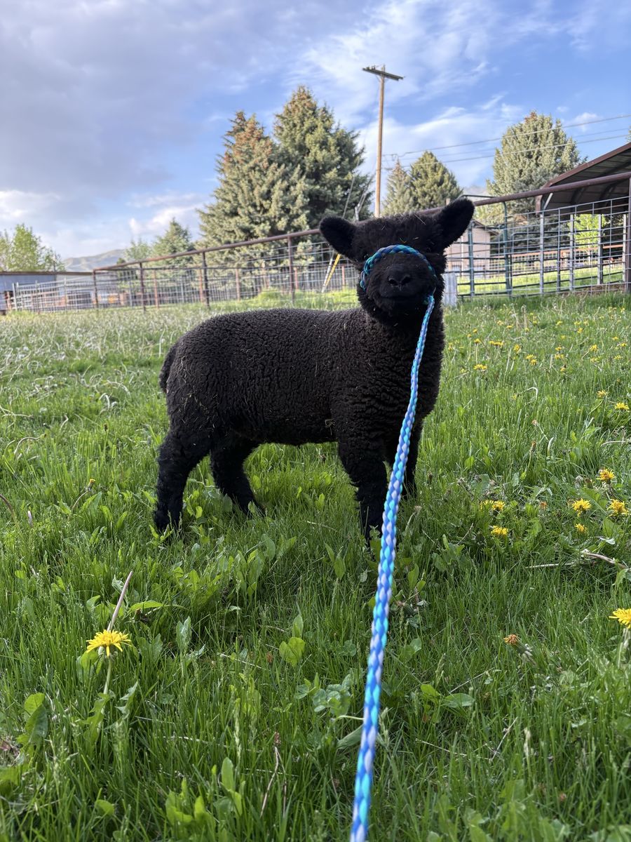 Purebred Babydoll Ewe Lamb