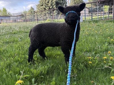 Purebred Babydoll Ewe Lamb