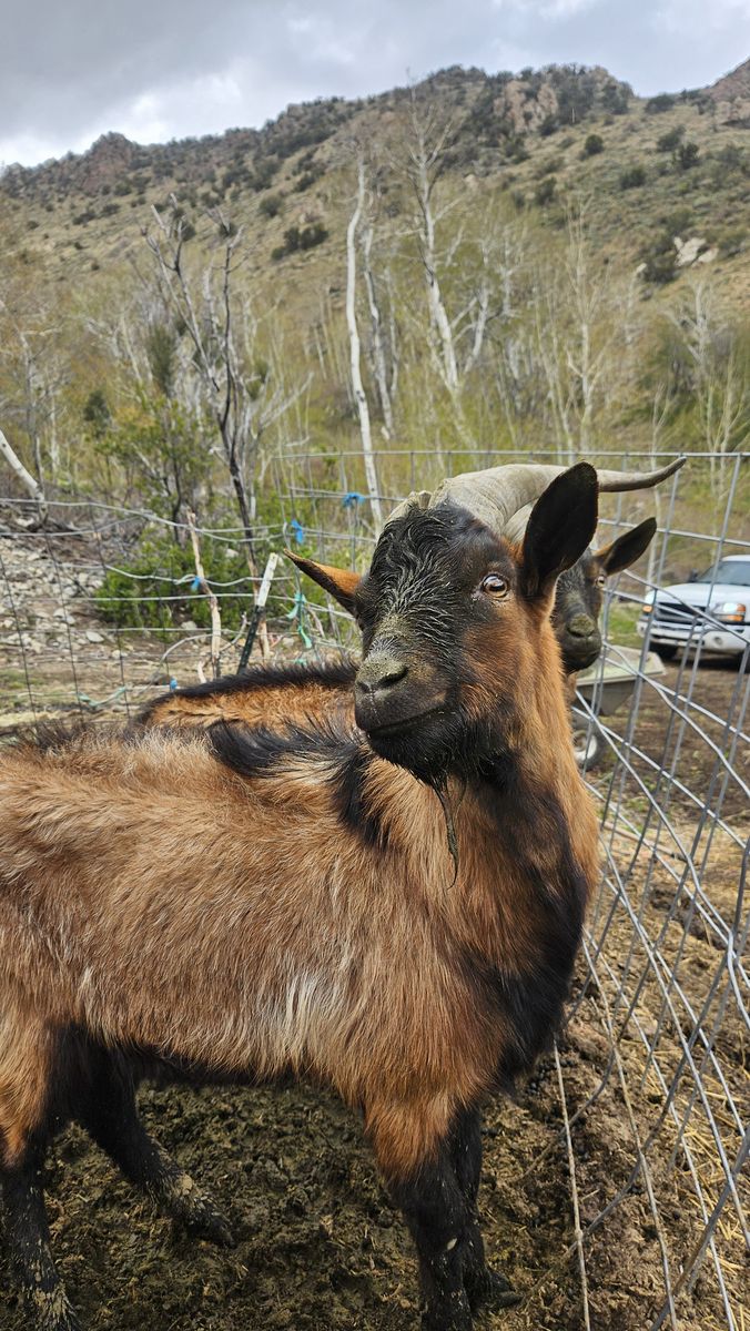 Bucks goats