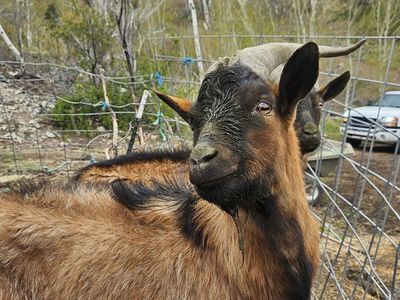 Bucks goats