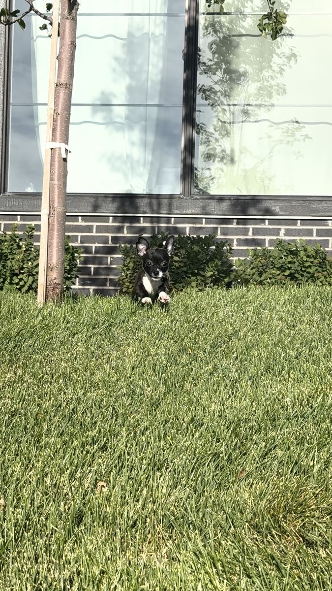 Chihuahuas Baby’s