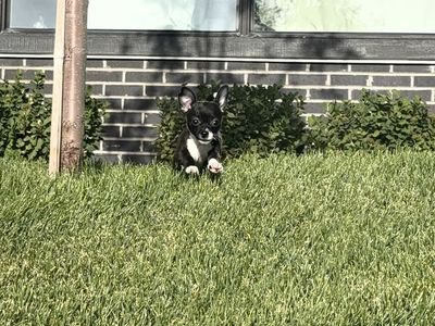 Chihuahuas Baby’s