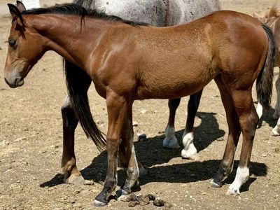 Big beautiful draft cross filly!