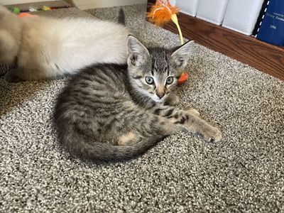 Adorable Tabby Rescue Kitten