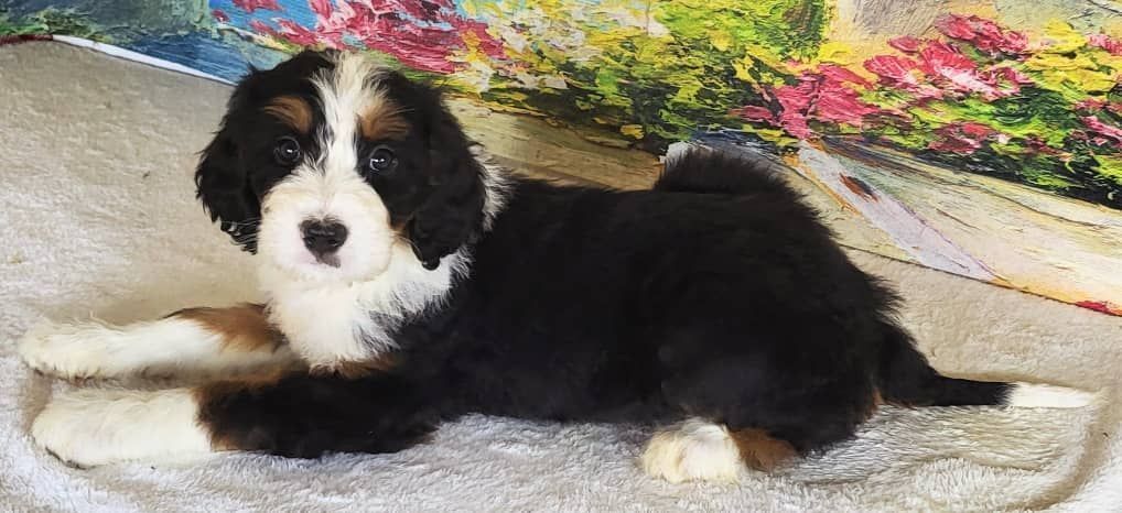 Standard Bernedoodle – Girl Daisy ($2400)