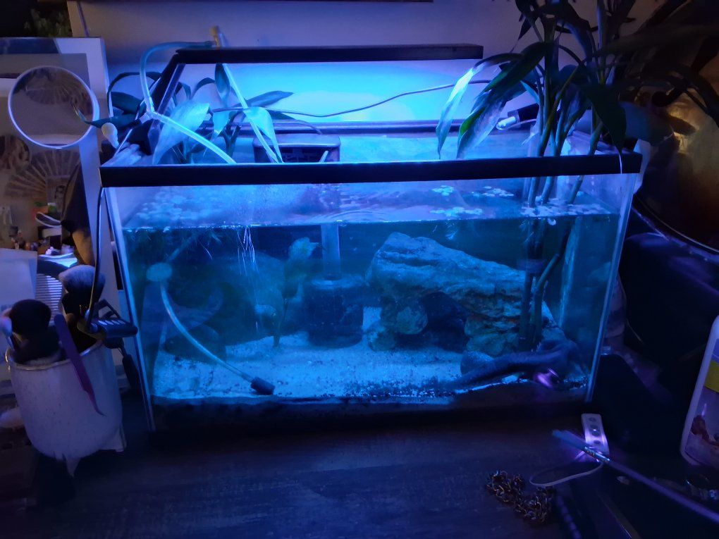 10 Gallon Tank