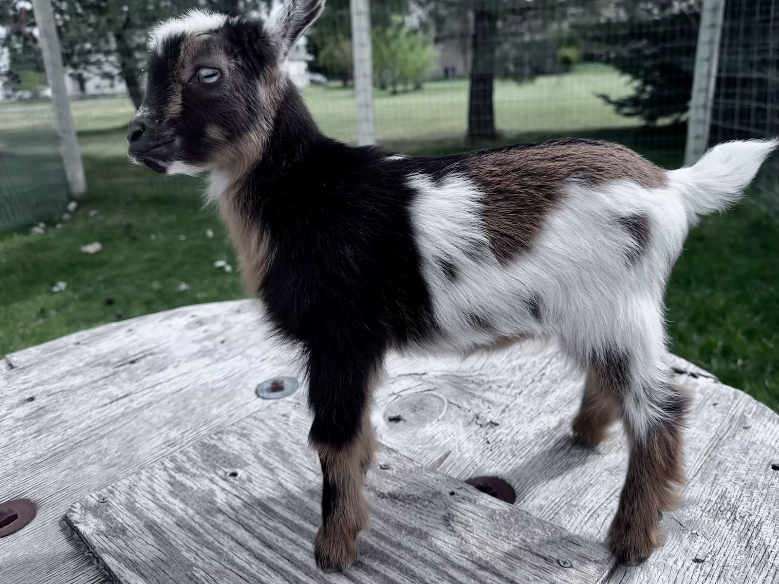 Nigerian Dwarf Blue Eyed Doeling