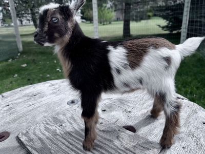 Nigerian Dwarf Blue Eyed Doeling