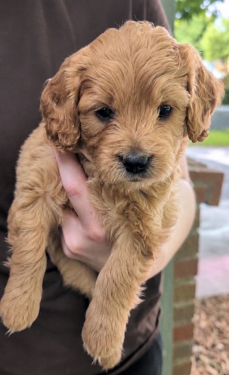 English Mini Goldendoodle