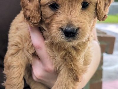 English Mini Goldendoodle