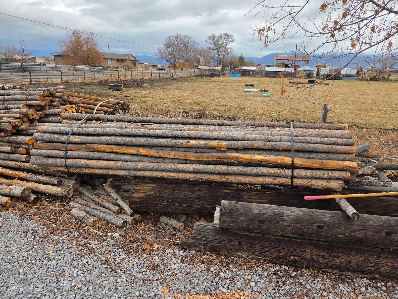 21Ft Lodge Pole Pine