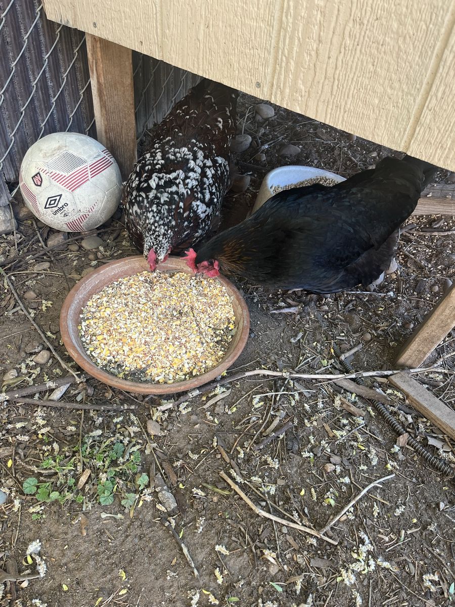 2 3 yr old laying hens
