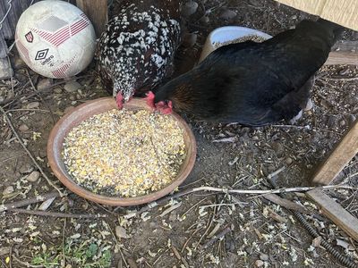2 3 yr old laying hens