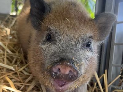 Adorable spotted mini Juliana piglet