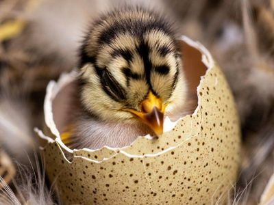 jumbo Brown coturnix quail Chicks Newly Hatched, Adorable Fluffy Birds
