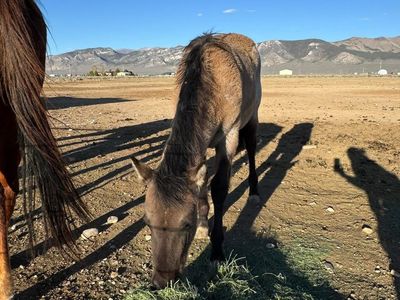 Papered filly