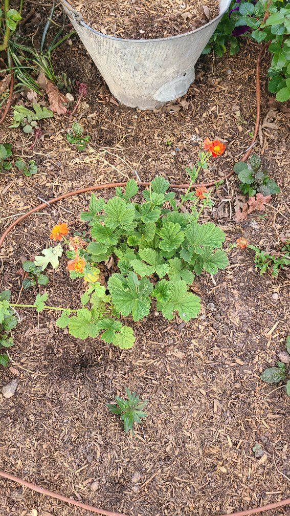 orange geum flowers plant avens