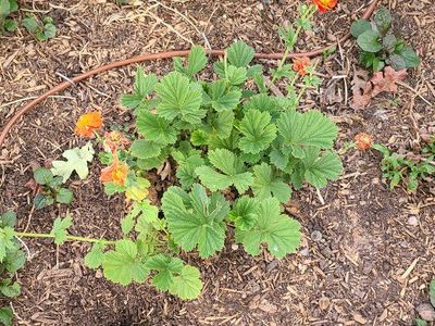 orange geum flowers plant avens