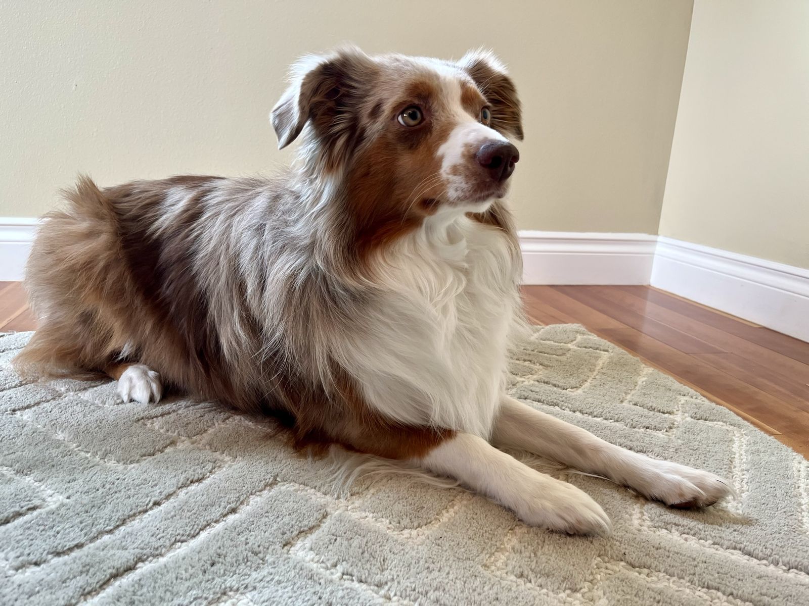 Australian Shepherd