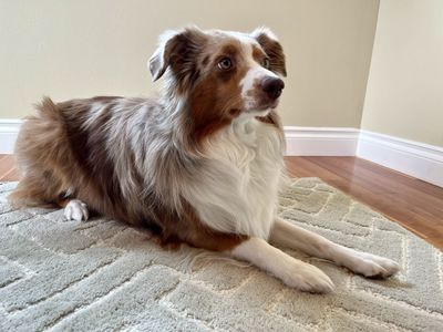 Australian Shepherd