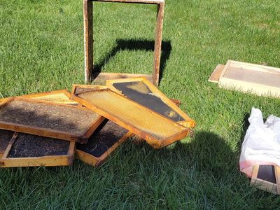Bee Boxes with frames
