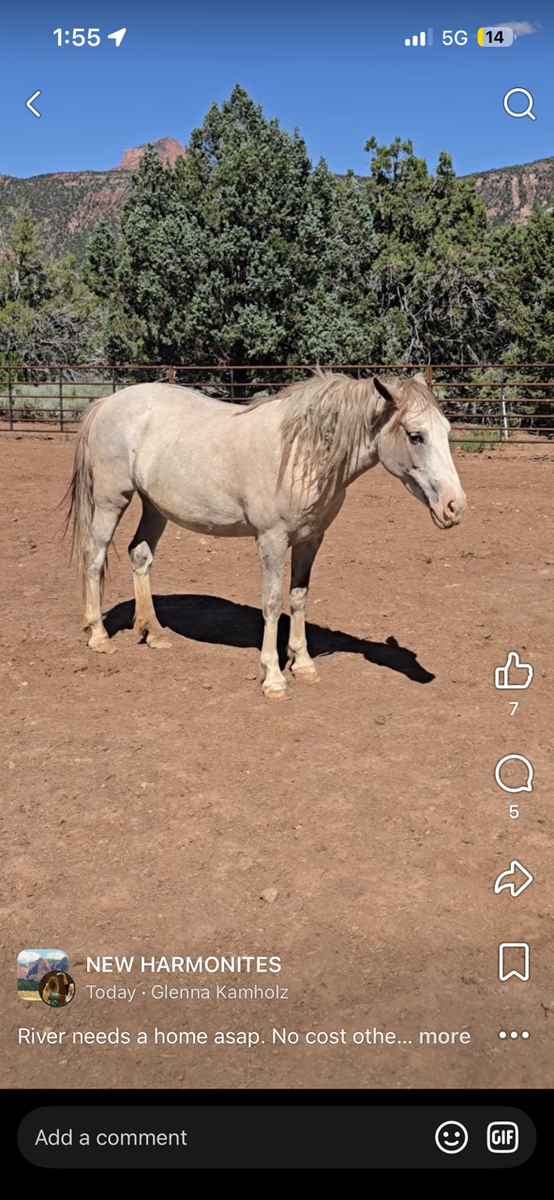 Mustang mare