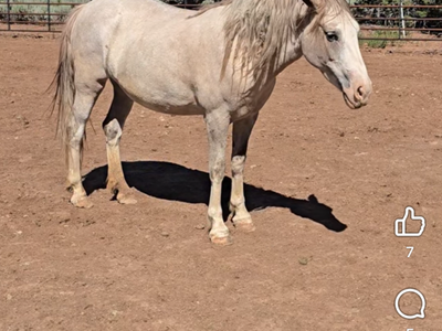 Mustang mare