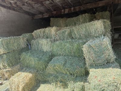 Square Alfalfa Bales/ Wild Oats