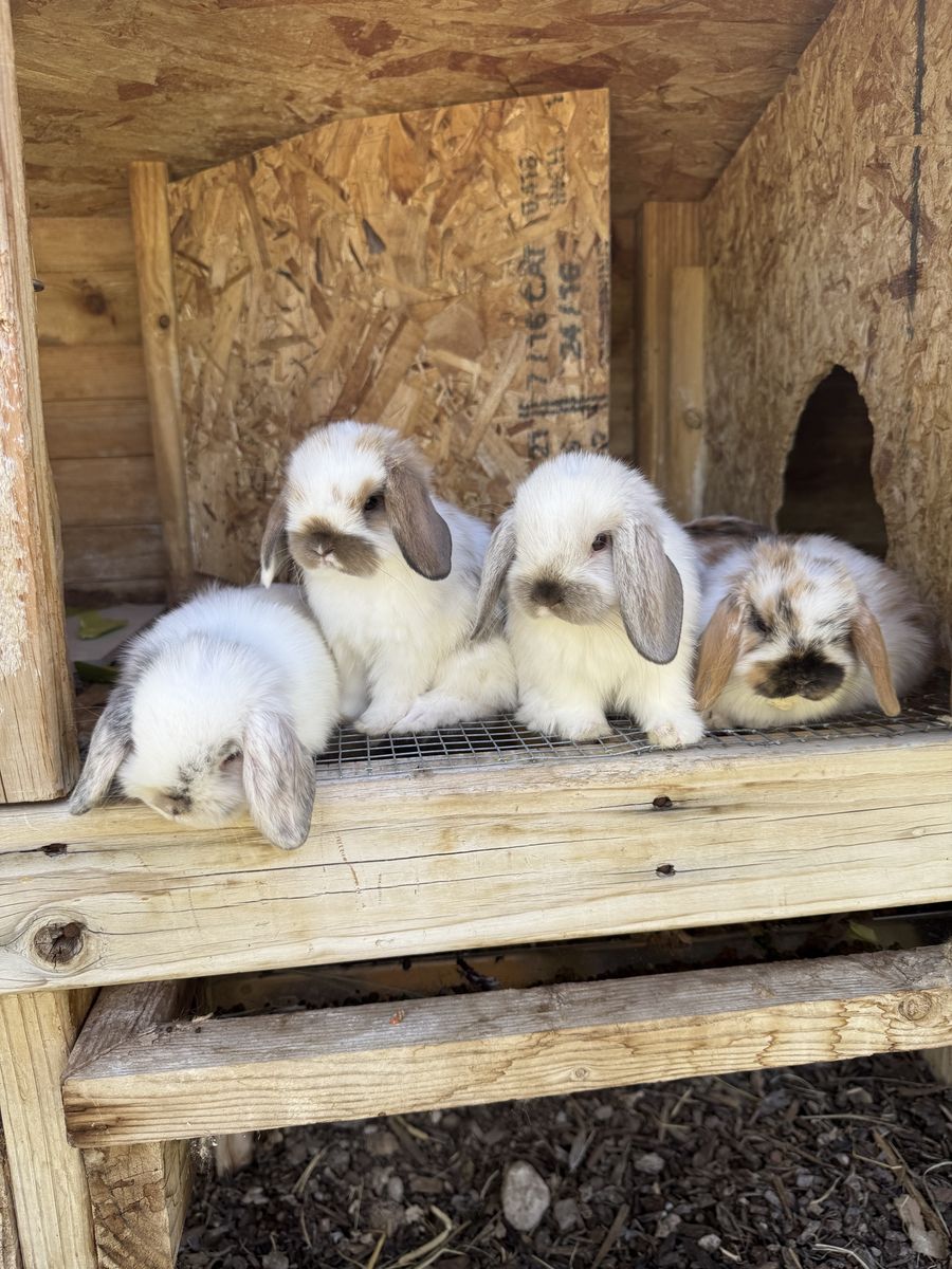 Holland Lop Boys