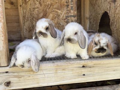 Holland Lop Boys
