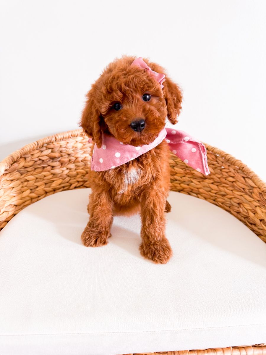 Stunning Teddy Bear Mini Goldendoodle Girl Golden Doodle Ready Now