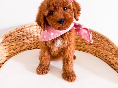 Stunning Teddy Bear Mini Goldendoodle Girl Golden Doodle Ready Now