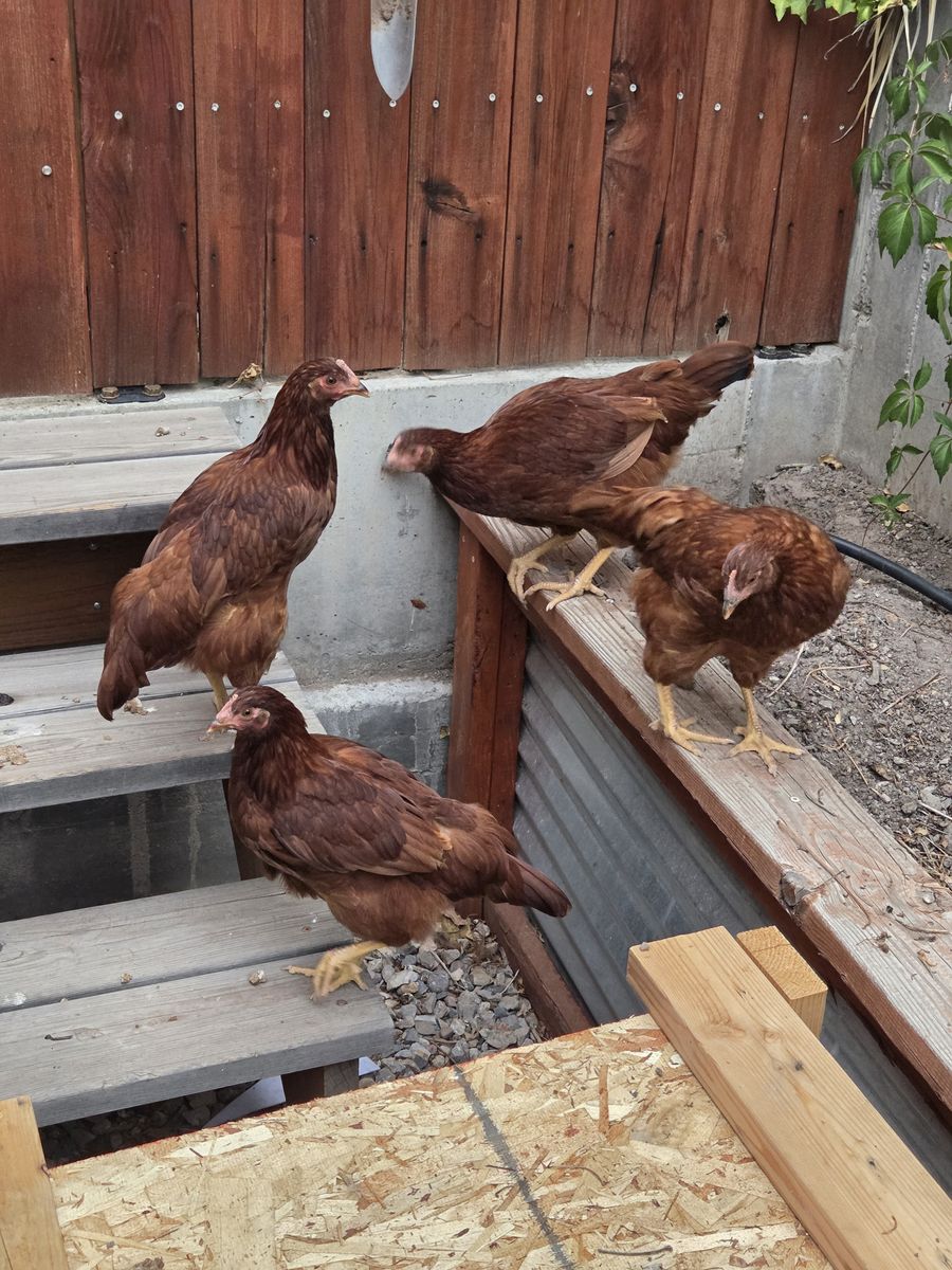 Free, 4 healthy, young brown laying hens/ chickens