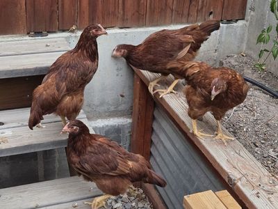 Free, 4 healthy, young brown laying hens/ chickens