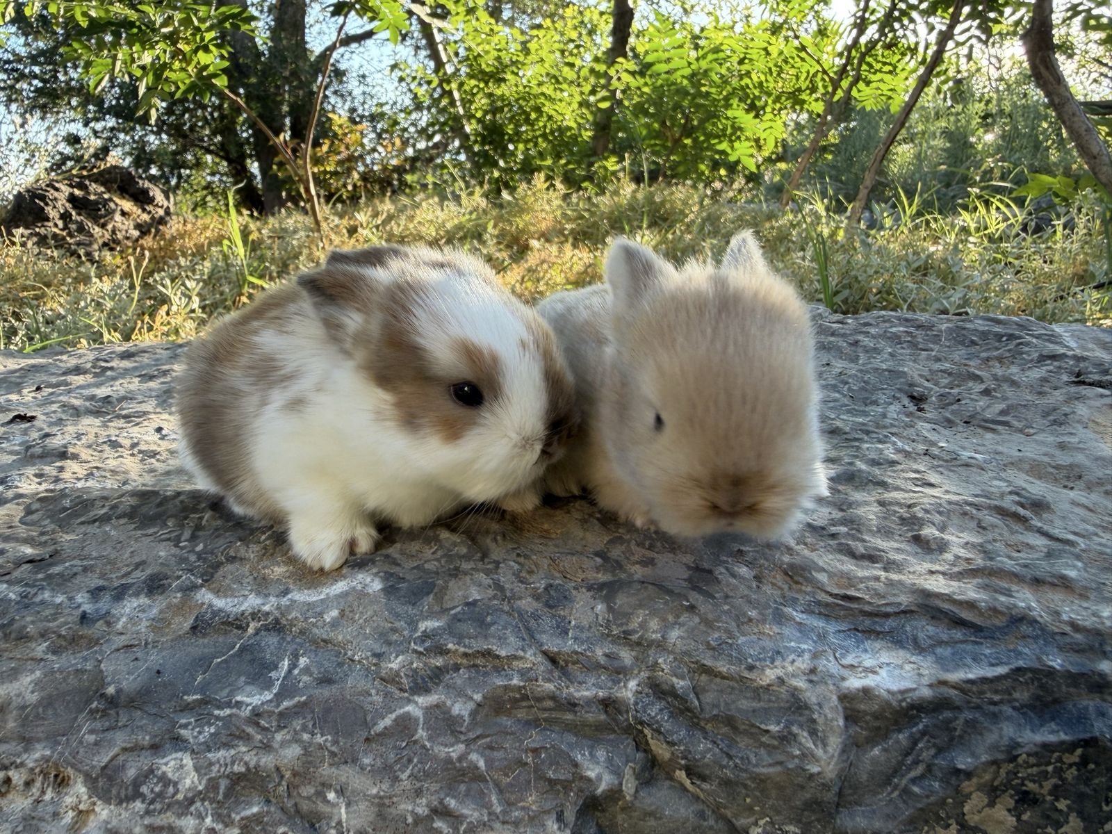 pedigree, Holland lops