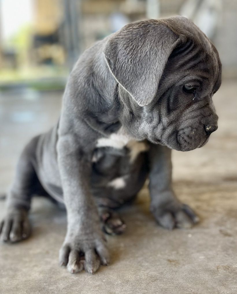 Neapolitan Mastiff