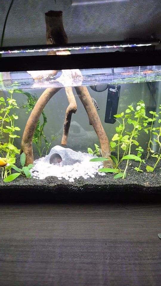 Male Bettafish With 10 Gal tank