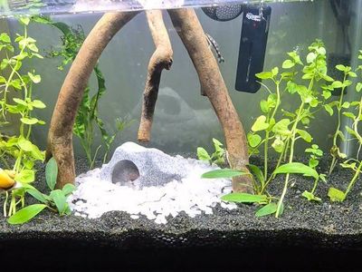 Male Bettafish With 10 Gal tank