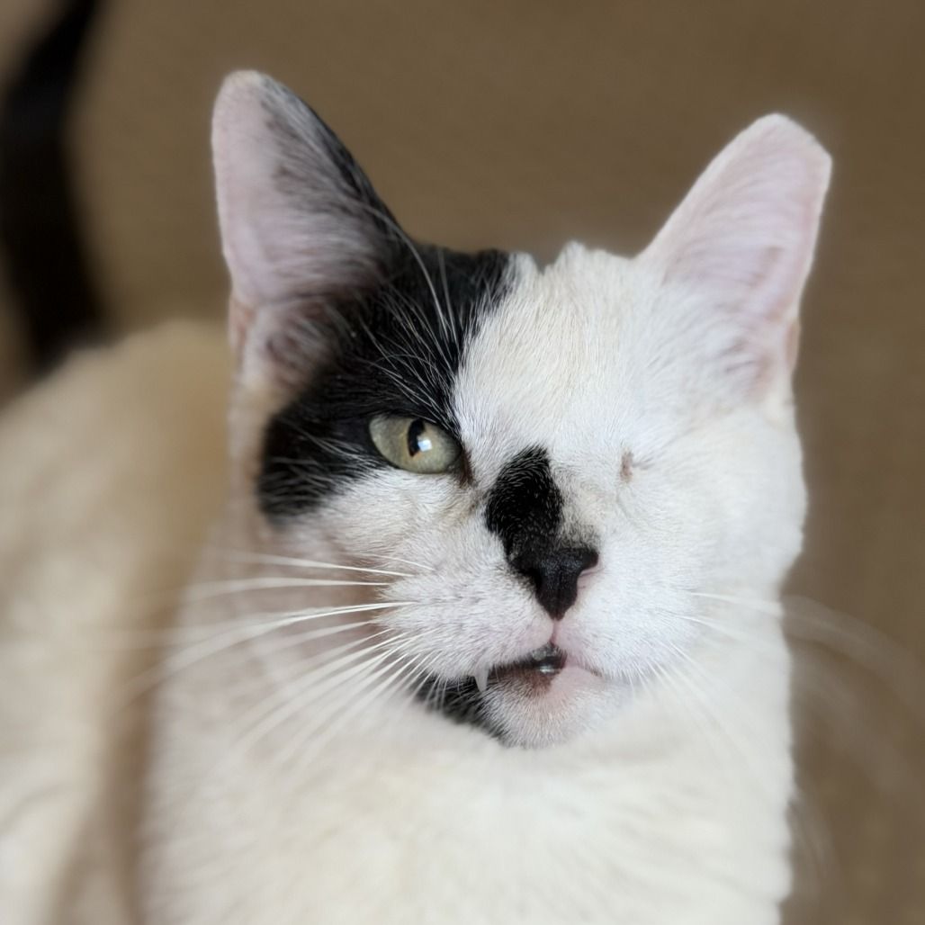 Hello my name is Armstrong