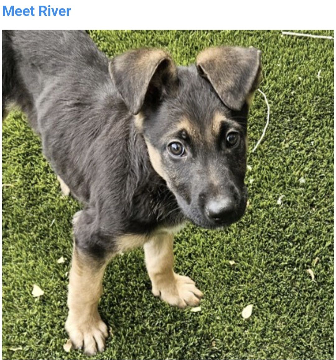 River, german shepherd mix looking for a home