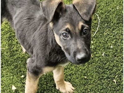 River, german shepherd mix looking for a home