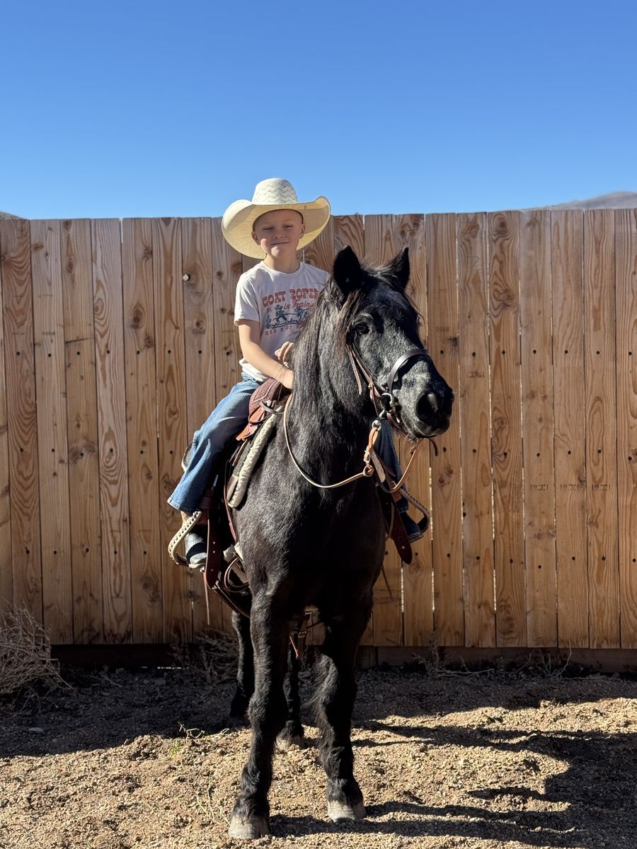 Older Ranch pony Gelding